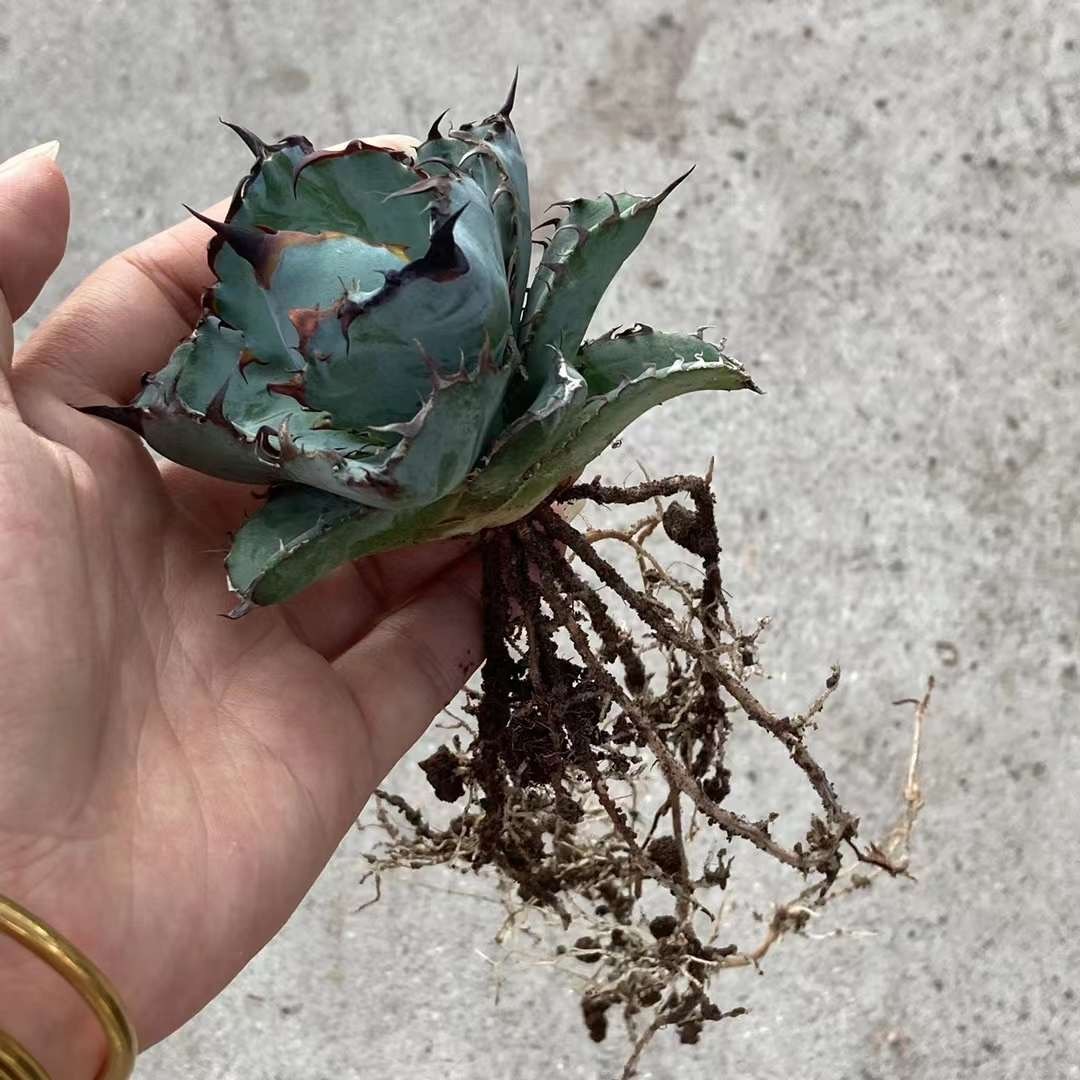 3特選子株 中株 アガベ チタノタ ブラックアンドブルー black and blue 多肉植物 