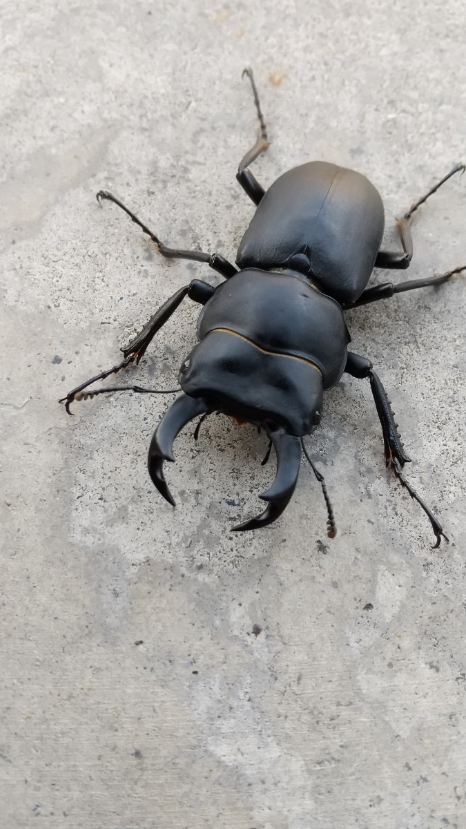 ヒメオオクワガタ 3♂1♀