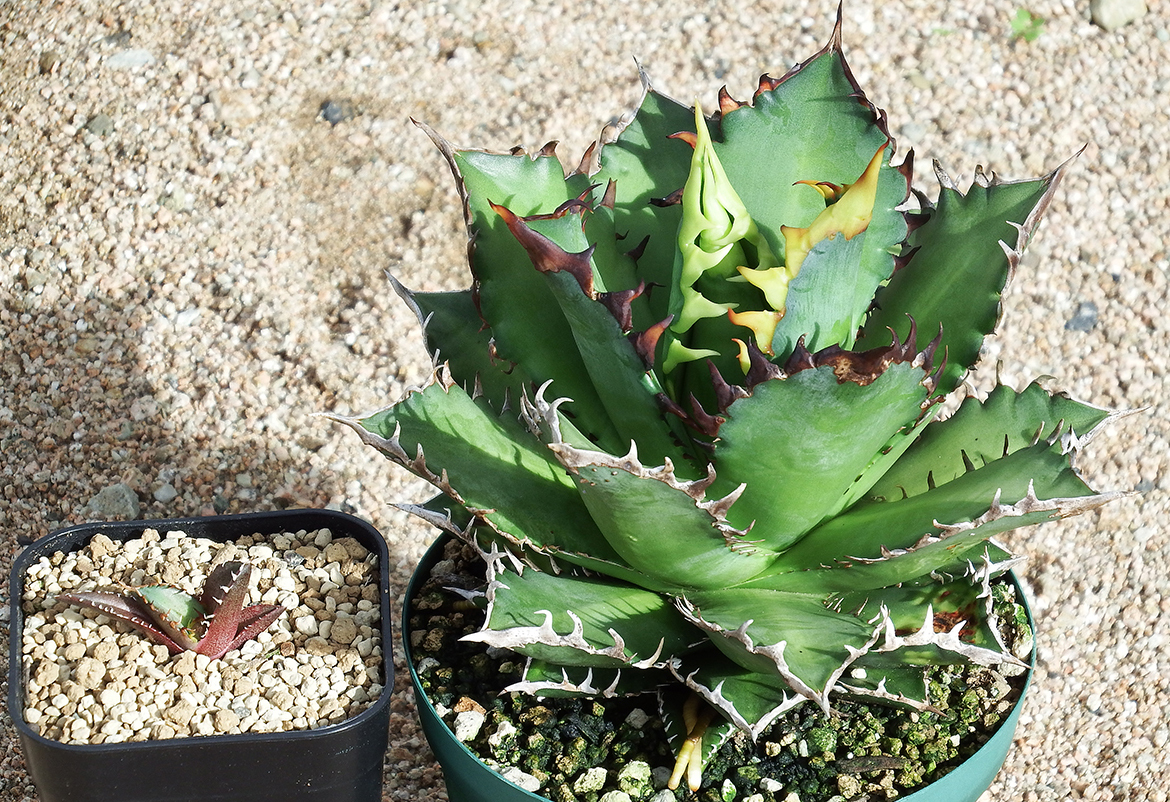 アガベ チタノタ 'レッド キャットウィーズル ' Big06 Agave titanota