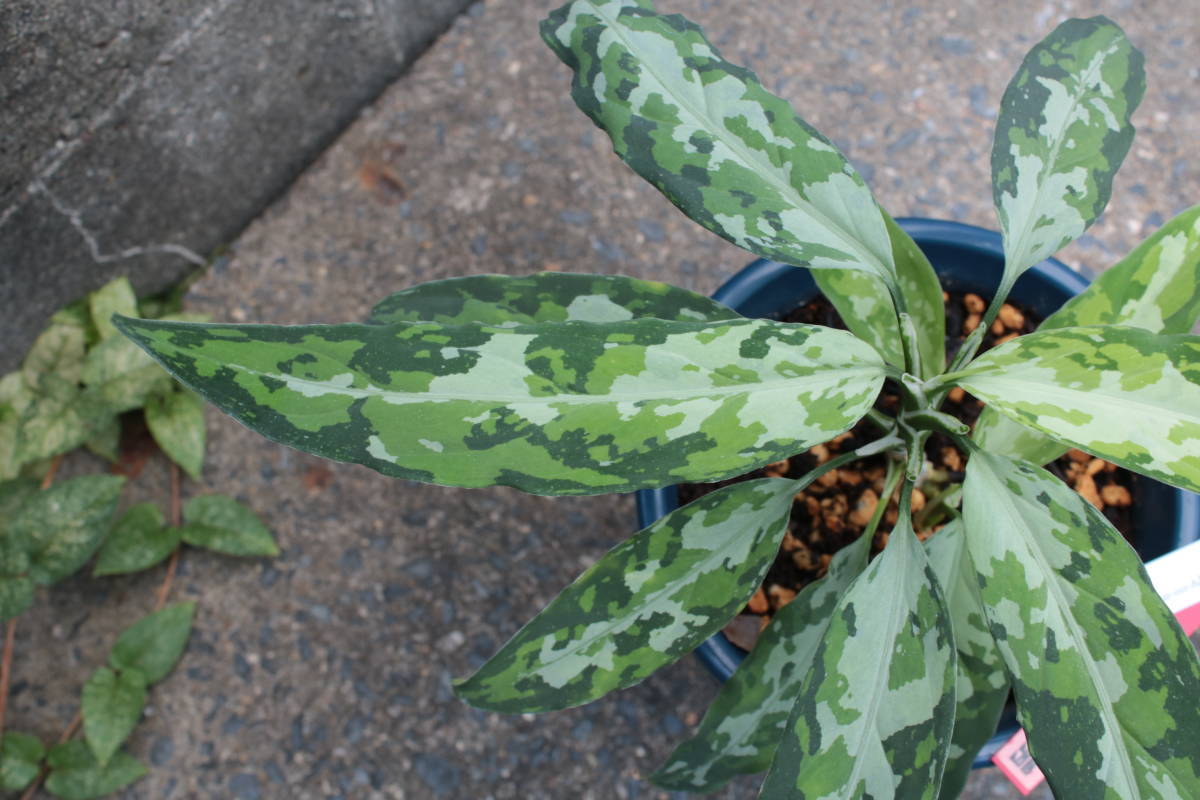 LA便】アグラオネマピクタム Aglaonema pictum 【LA0121-01z-b