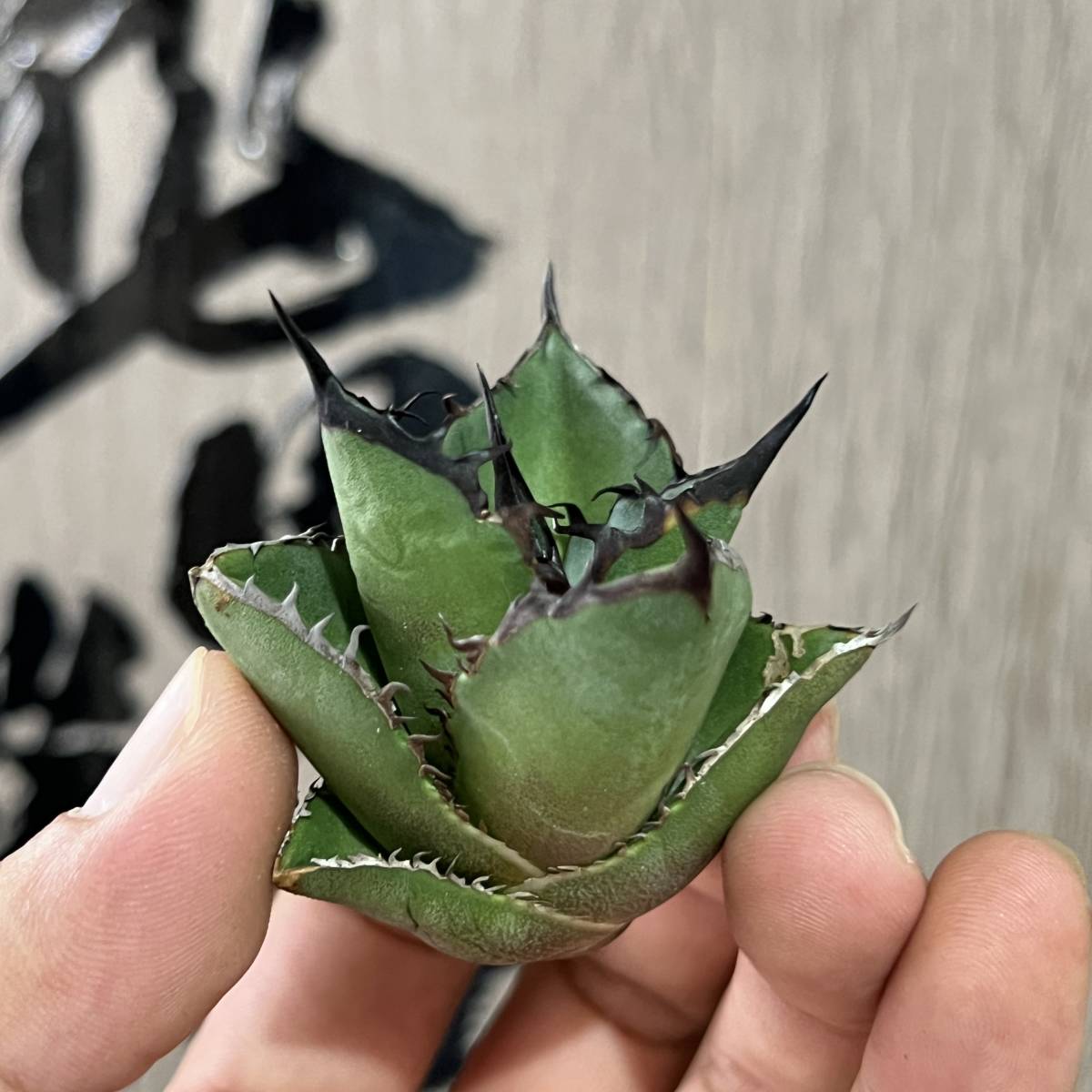 龍園觀】No.114 特選 アガベ 多肉植物 チタノタ ブラックファイヤー 黒