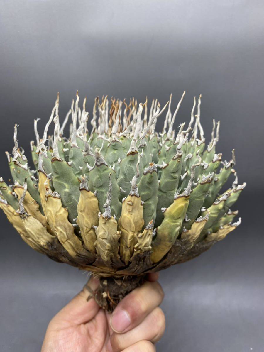 S1031-11 陽炎蕾形厚肉粗曲棘 アガベ ユタエンシス /Agave utahensis