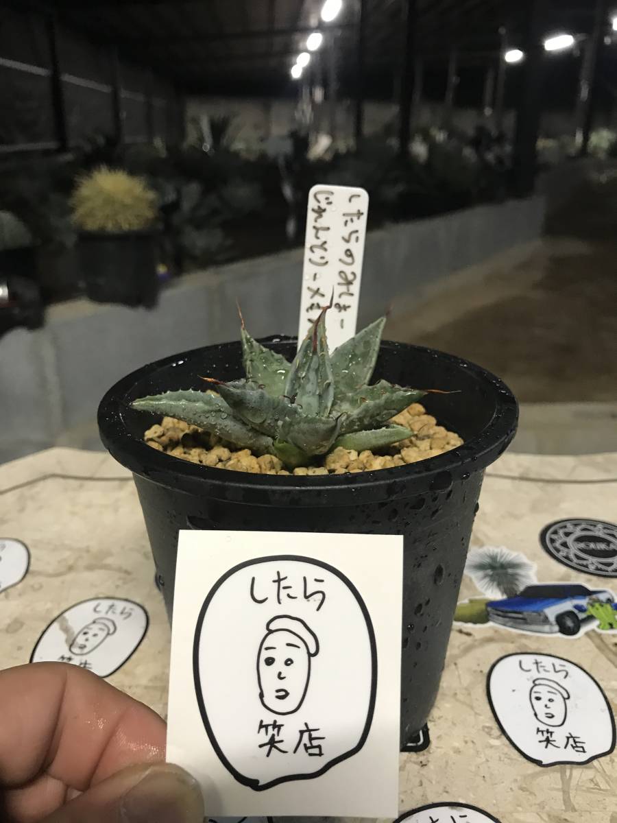 1円スタート！！アガベ ジェントリー×モンタナ！！したら笑店ステッカー付き！！ アガベ サルミアナ フェロックス