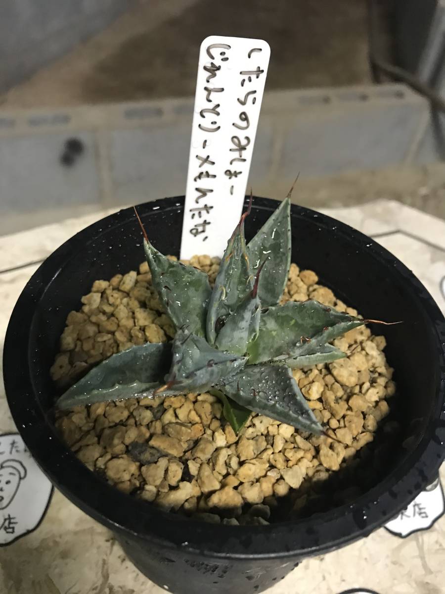 アガベ サルミアナ フェロックス リップルエフェクト Agave 'Ripple