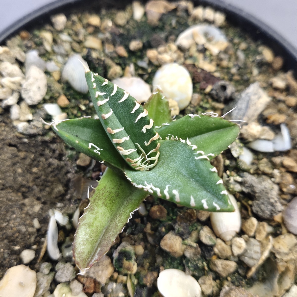 アガベ チタノタ A129アガベ チタノタ 南アフリカダイヤモンド SAD