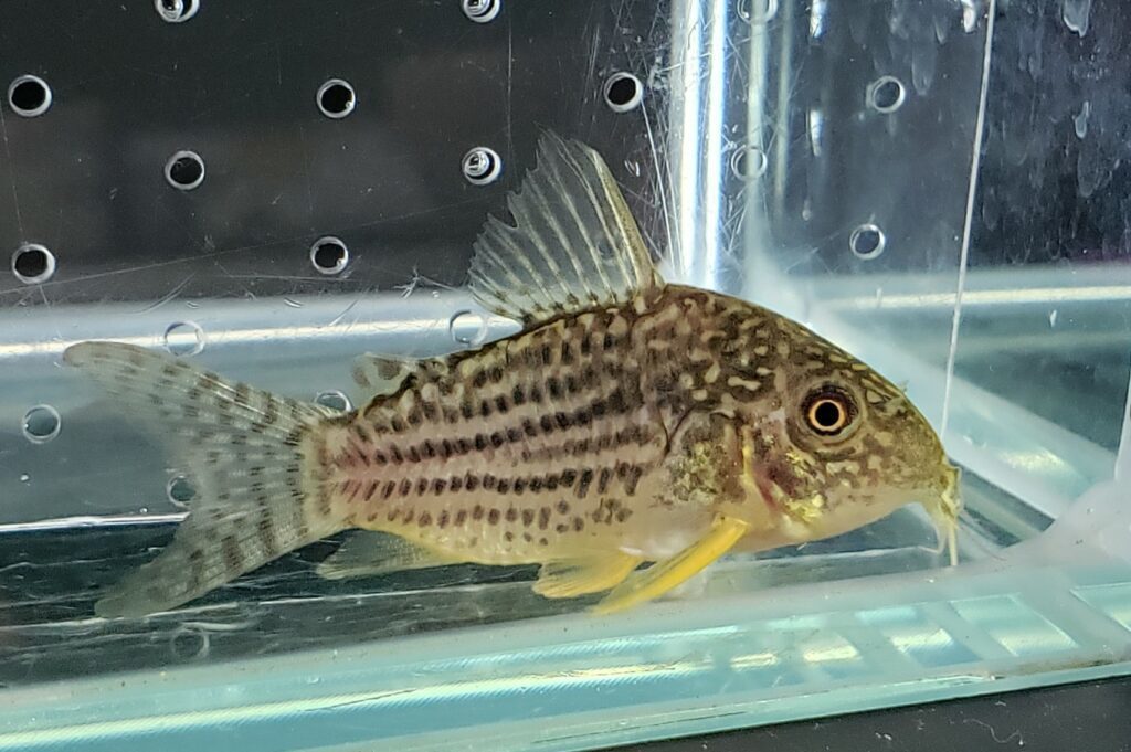 即決　CO.ステルバイ　６匹　約３～４cm　ー追加や同梱ok!質問にてお伝え下さい　一部地域は発送不可