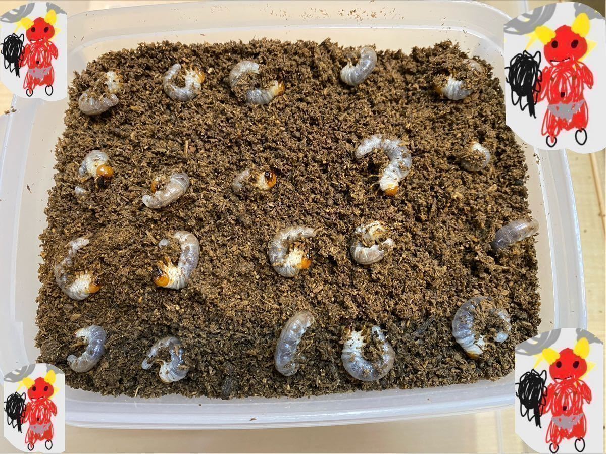 幼虫20頭 ニジイロクワガタ 2令 076