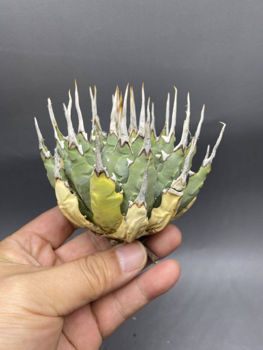 アガベ チタノタ 牛魔王 子株 agave titanota （検 チタノタ 魔丸 牛