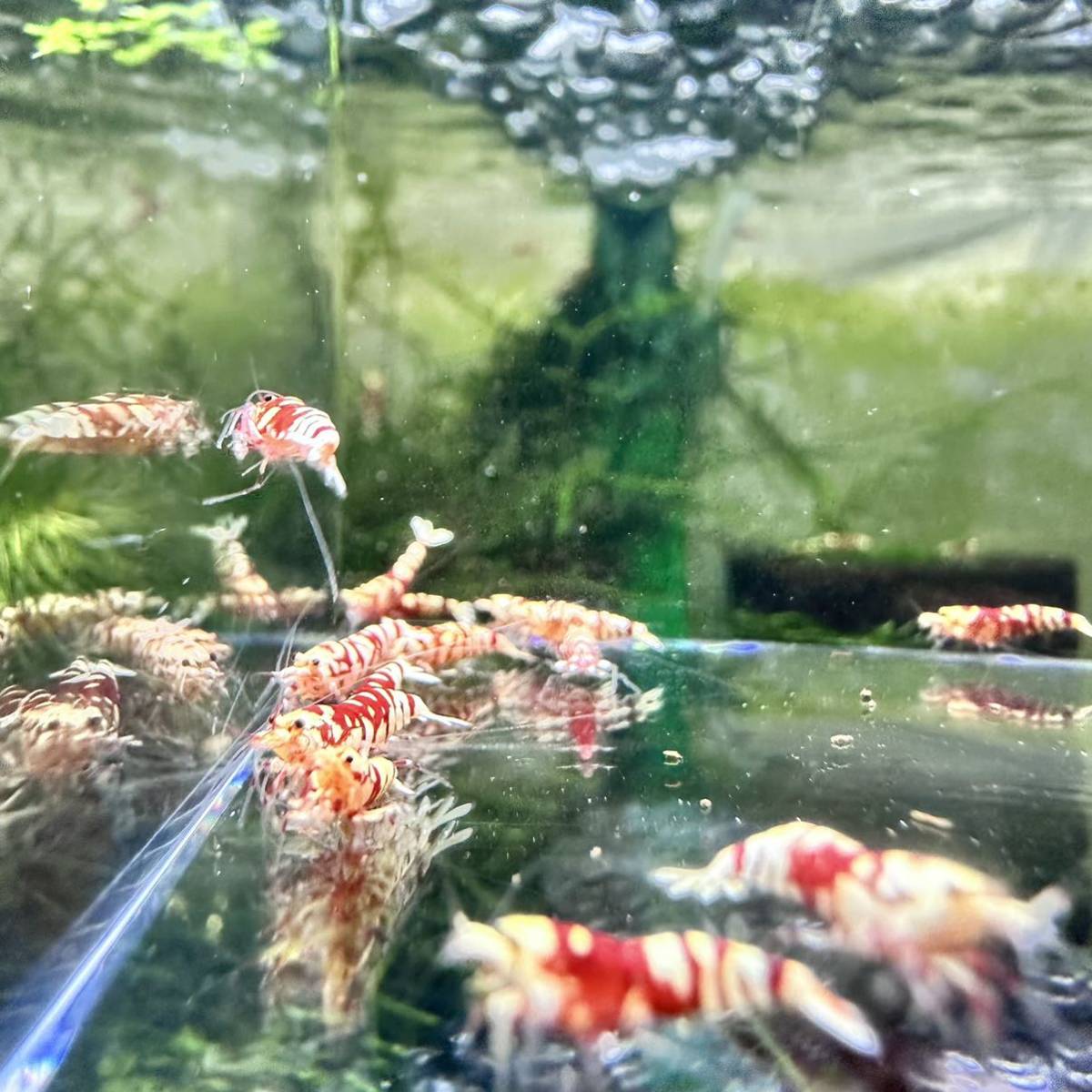 Yahoo!オークション シュリンプ」魚類、水生生物の落札 「太極 レッド 