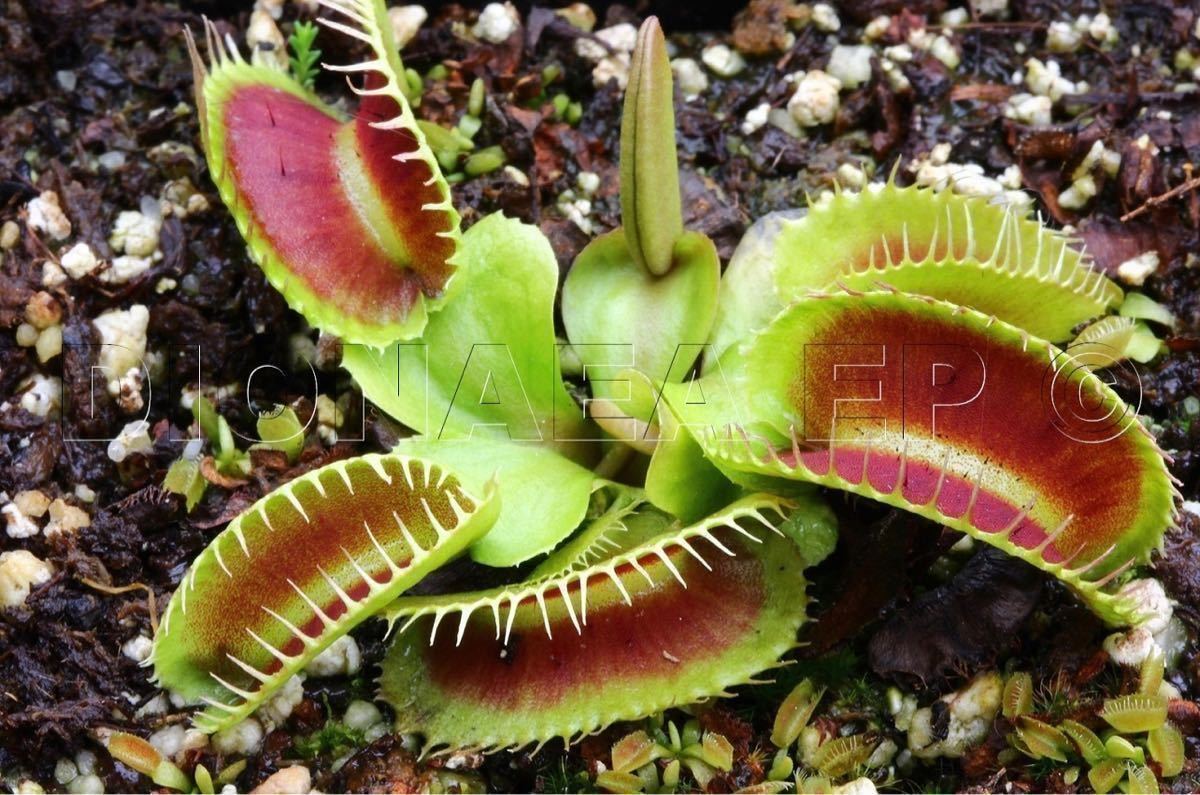 Dionaea muscipula Carnivoria Kleopatra ディオネアマスシプラ