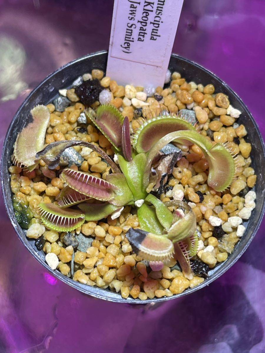 Dionaea muscipula Carnivoria Kleopatra ディオネアマスシプラ