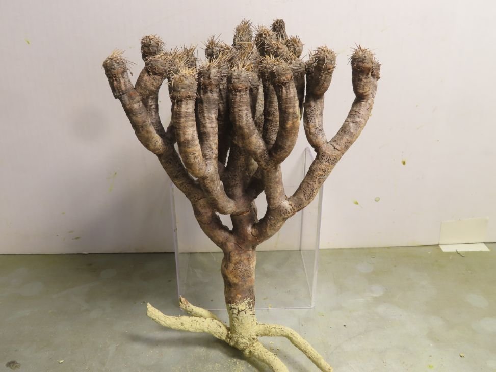 ヲ8276 「多肉植物」ユーフォルビア ギラウミニアナ 抜き苗【10/30最新到着・マダガスカル・Euphorbia guillauminiana】