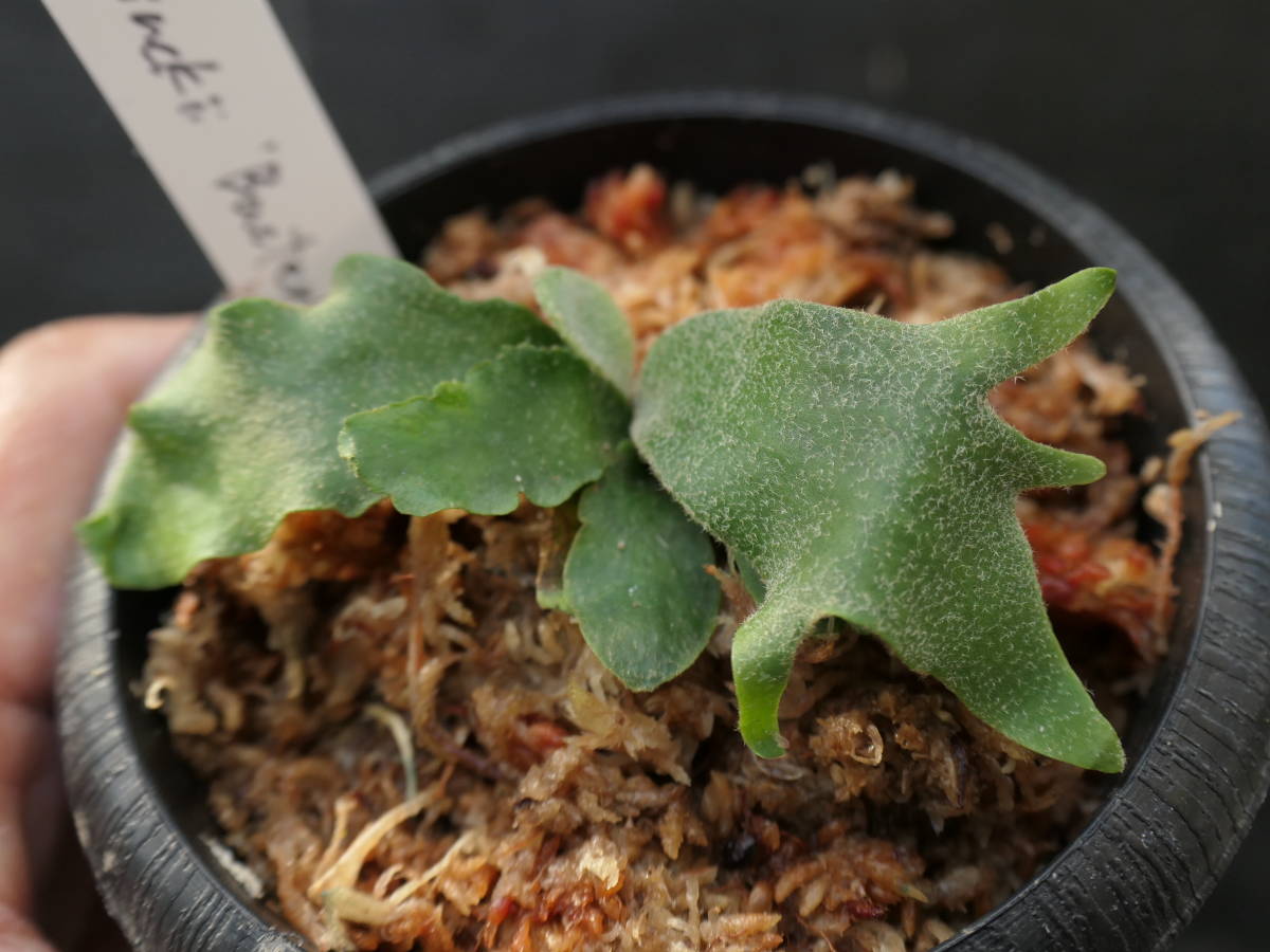 Platycerium Willinckii 
