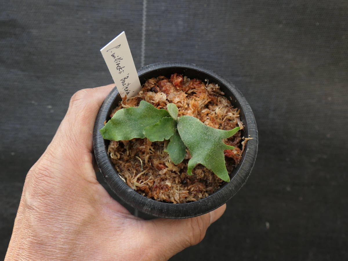Platycerium Willinckii 