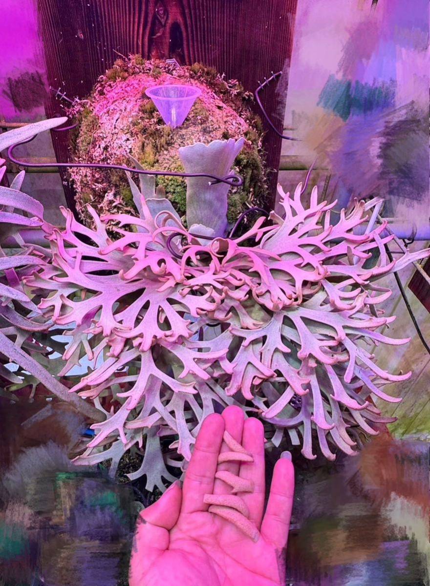 観葉植物 22 P. willinckii /