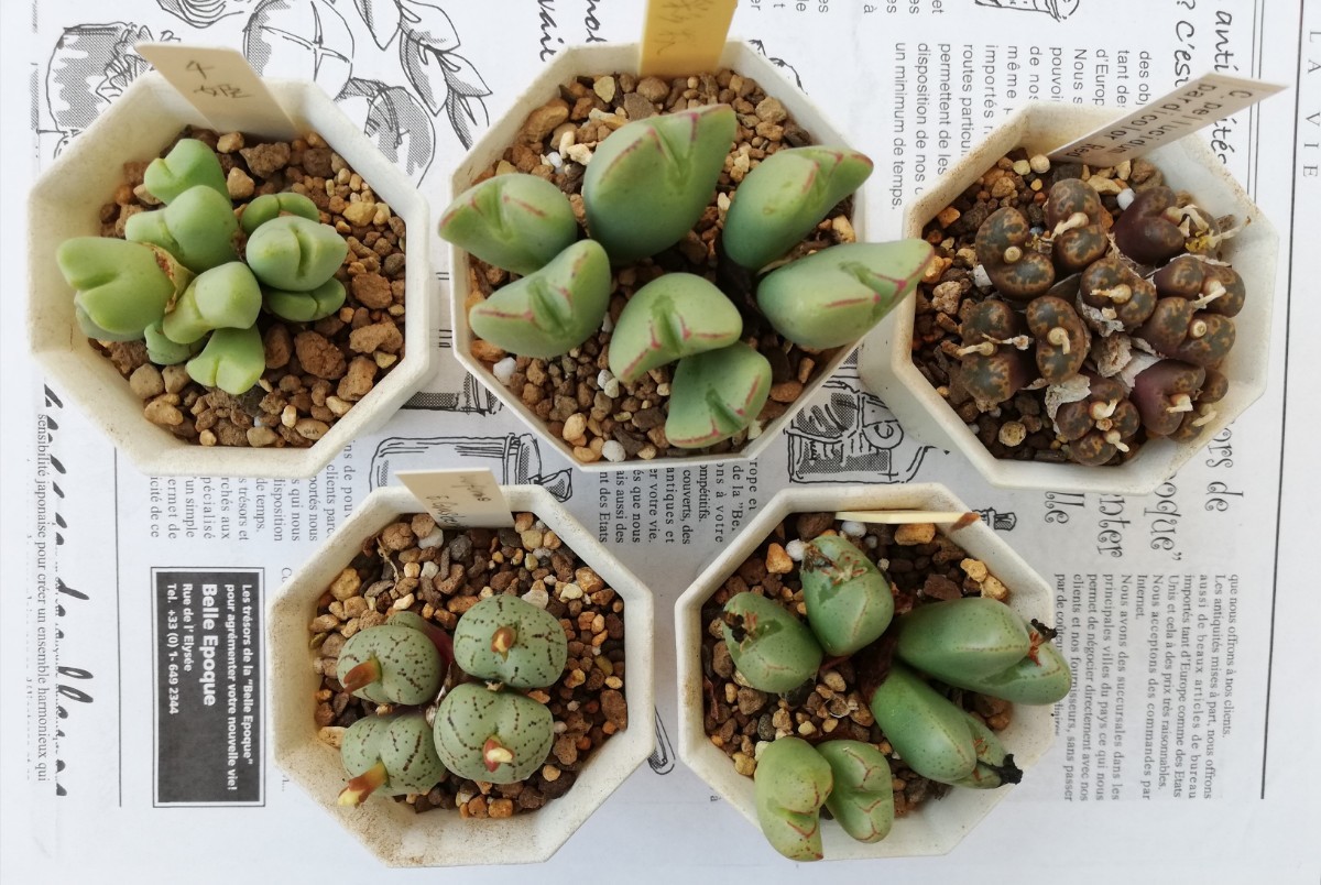 ◆コノフィツム 5種類セット◆千姫・彩秋・ペルシダム　パルディカラー レッド・ウビフォルメ，E.Grasberg・走馬灯◆