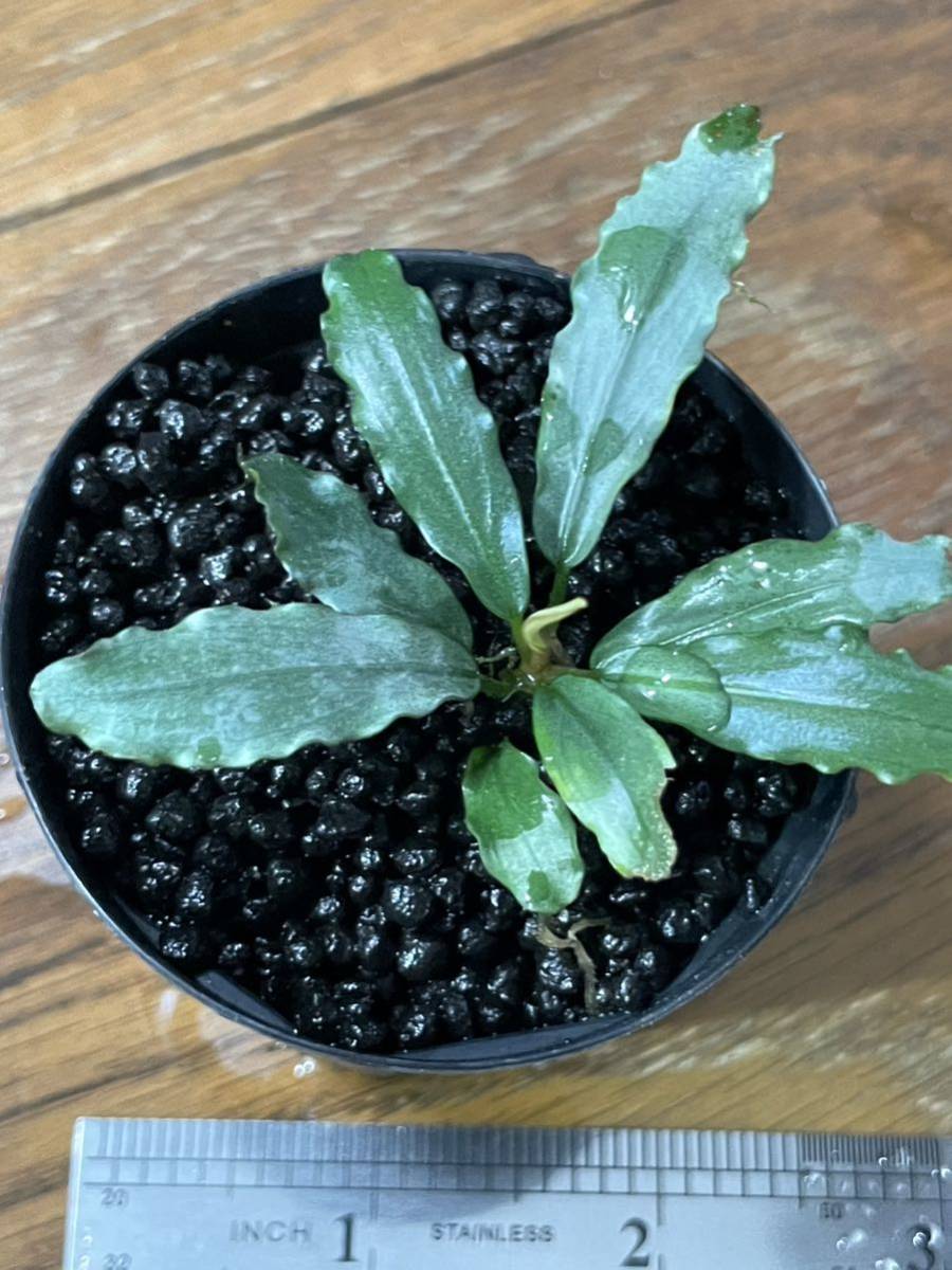 ブセファランドラ Bucephalandra sp Aurora kn便 Bucephalandra KN便