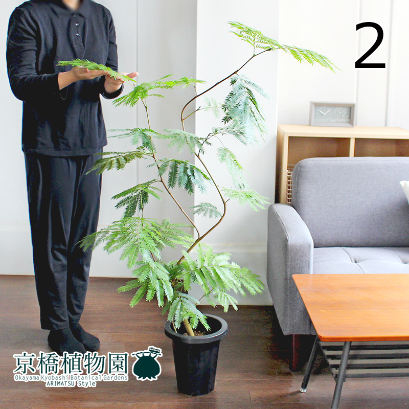 【現品】ネムノキ/エバーフレッシュ 曲がり 7号 紺鉢（2）Pithecellobium confertum