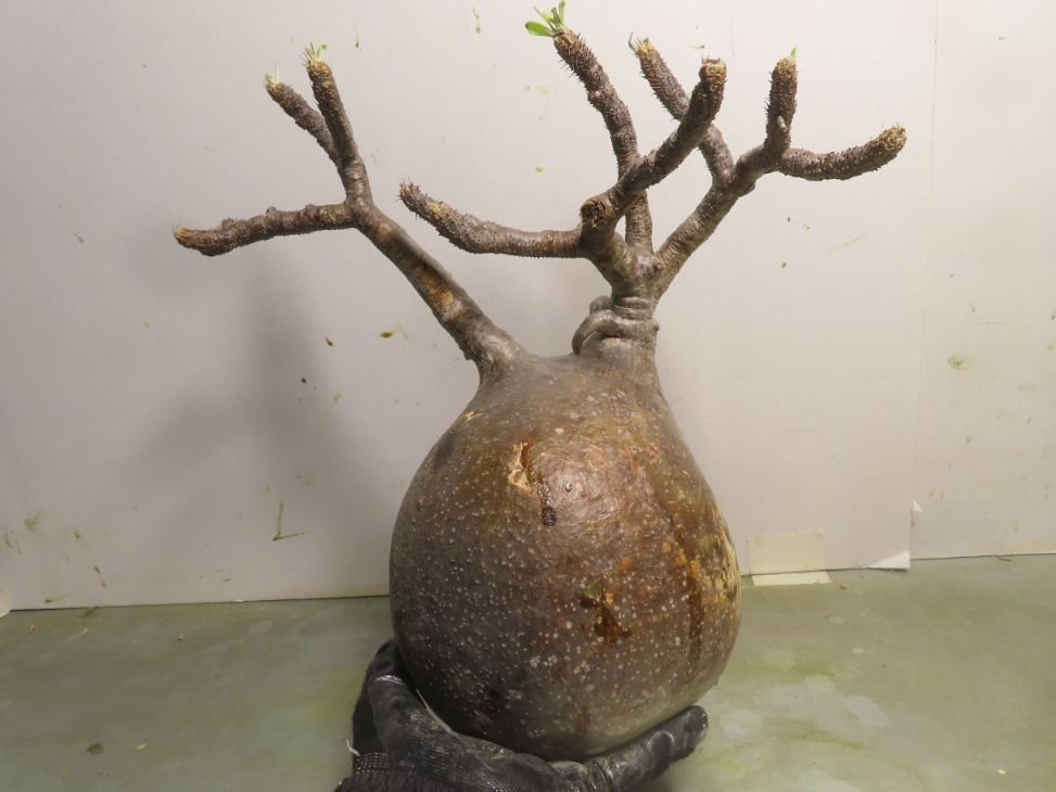 ア2435 「塊根植物」パキポディウム グラキリス ML 抜き苗【最新到着