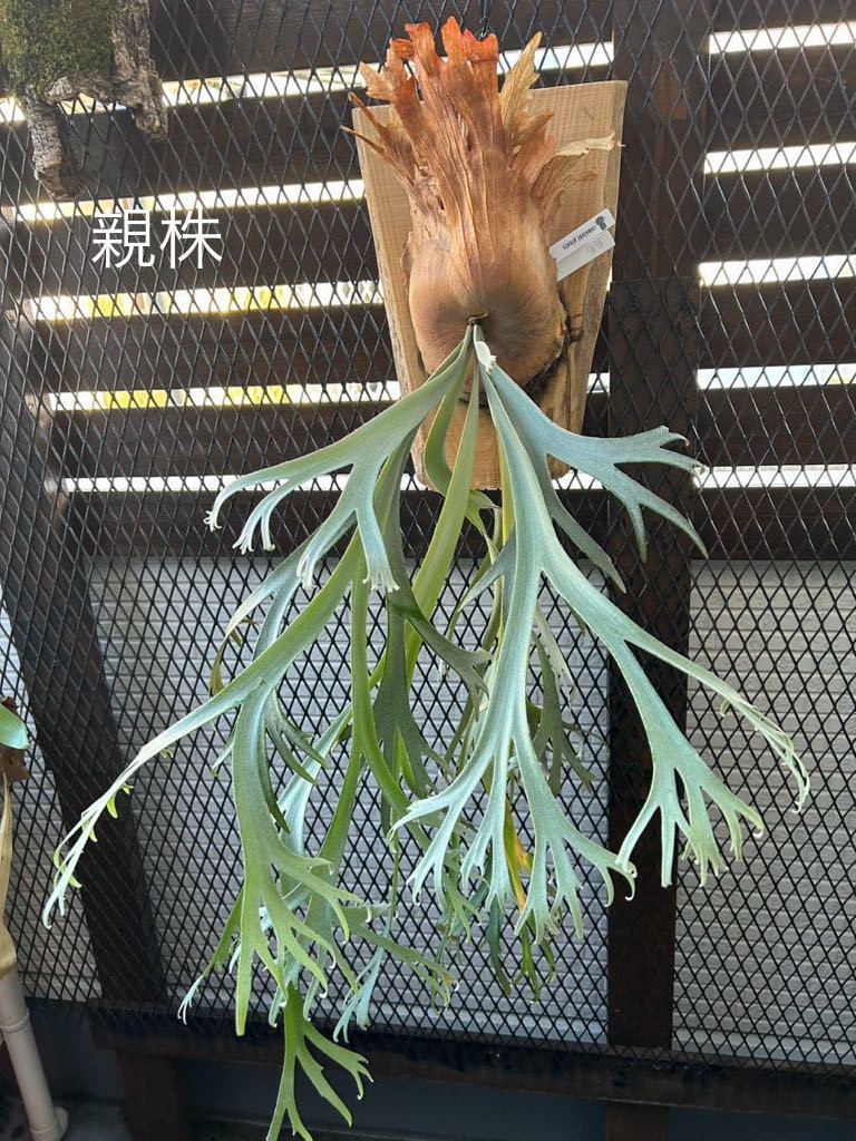 ビカクシダ　月光爪哇　子株