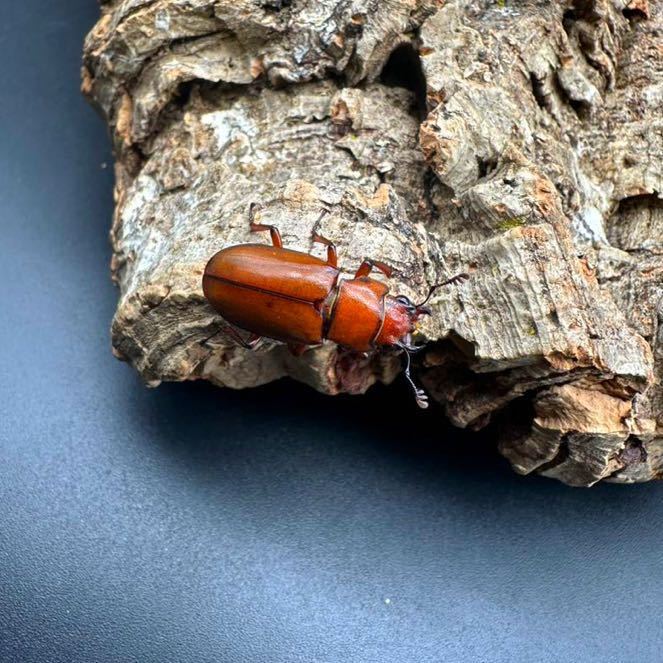 ☆昆虫採集☆虫取り網☆美品！最長6m18cm☆クワガタムシ