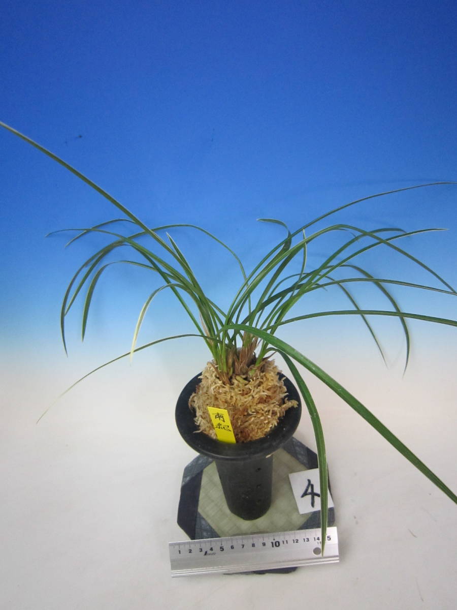 全商品 - 蘭万園オンラインショップ 春蘭、万年青通信販売