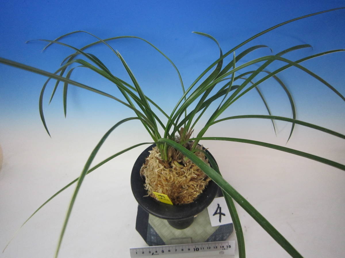 全商品 - 蘭万園オンラインショップ 春蘭、万年青通信販売