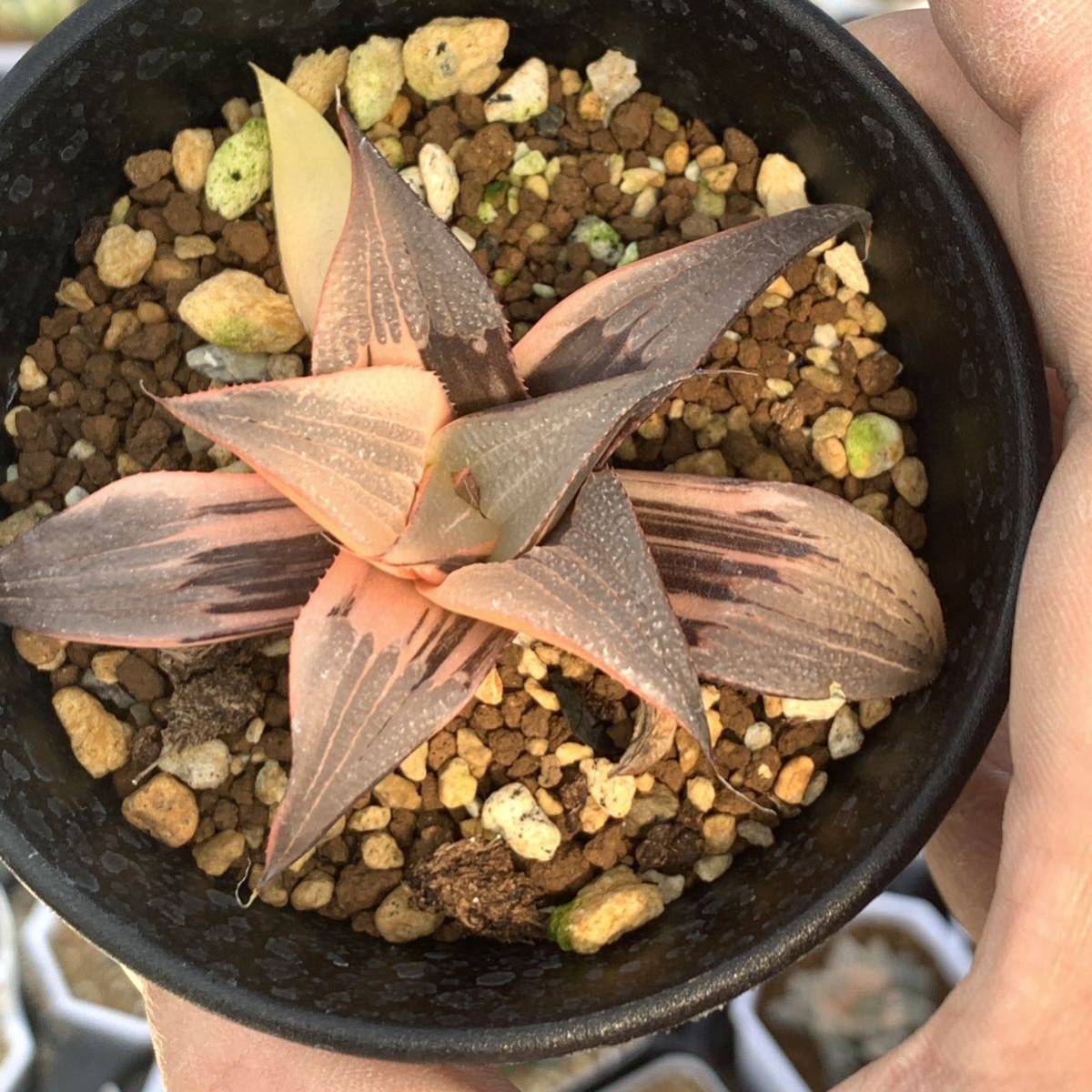 多肉植物 ハオルチア バディア錦