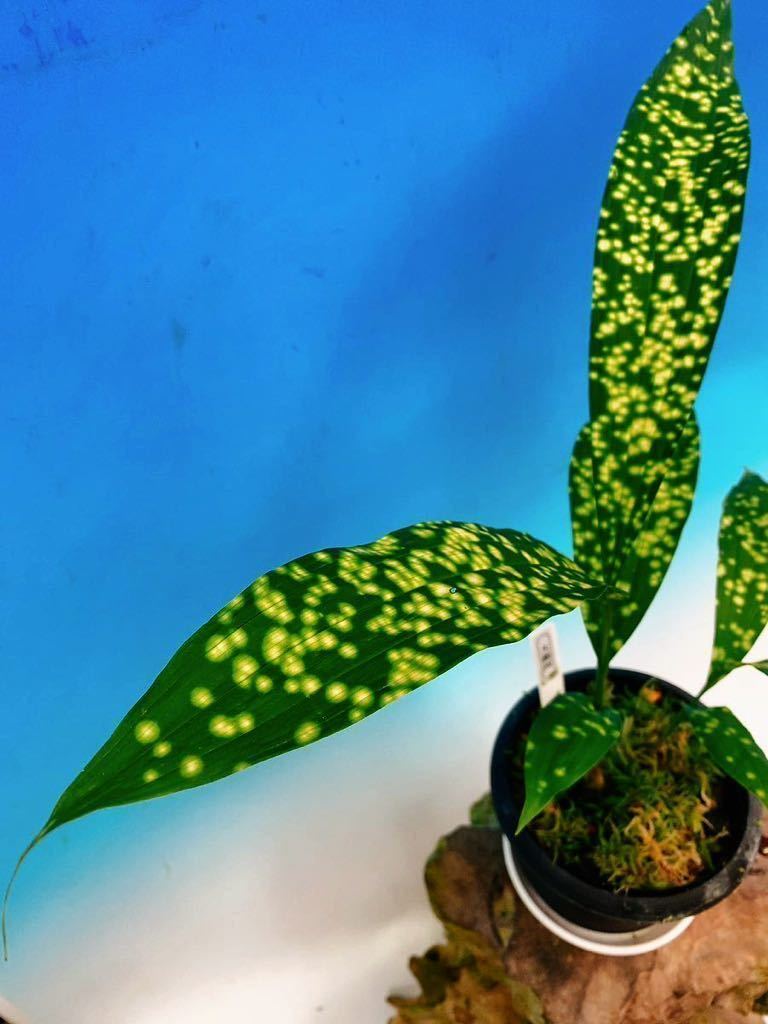 ☆寿峰苑☆「大銀河」宮崎県産自然種ホシケイラン極多星芸品 稀少種/// ガンゼキラン 天然 地生蘭 野生蘭 Phaius flavus f. punctatus//