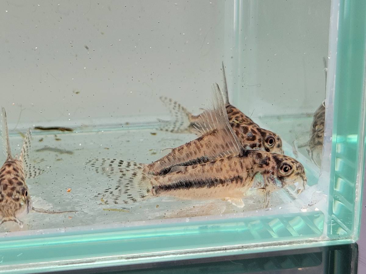 コリドラス　シパリウィニー　自家繁殖個体 3匹セット