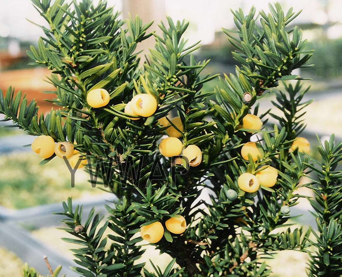 山野草　小品盆栽　黄実のイチイ　（黄実のオンコ）