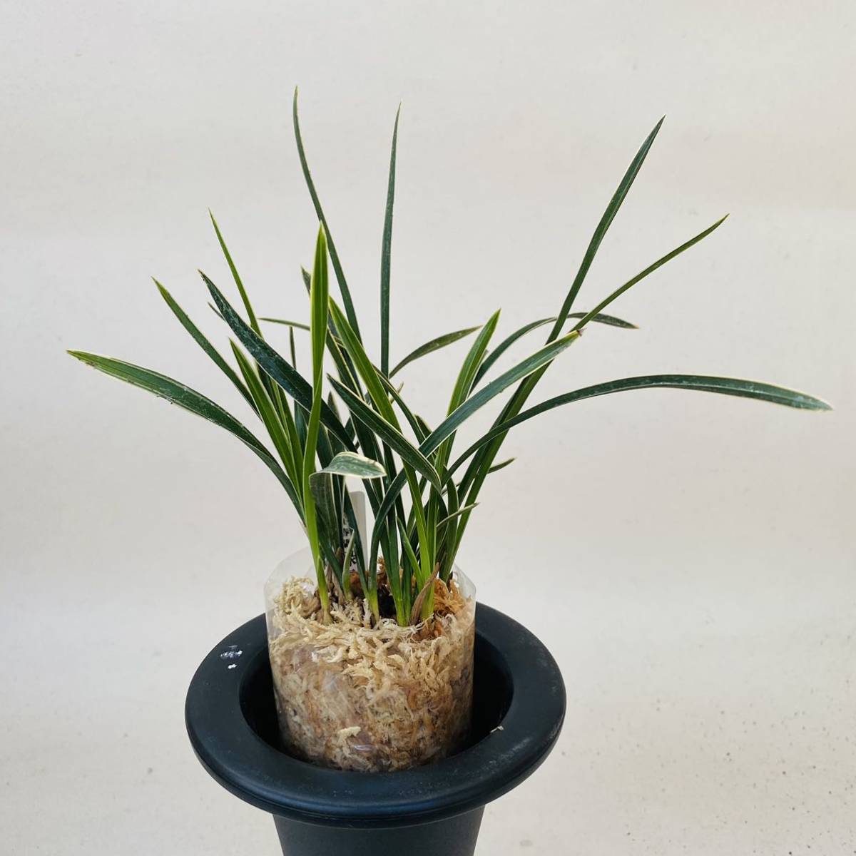 ☆みのうらん園☆中国春蘭〈緑雲覆輪〉3株セット10本