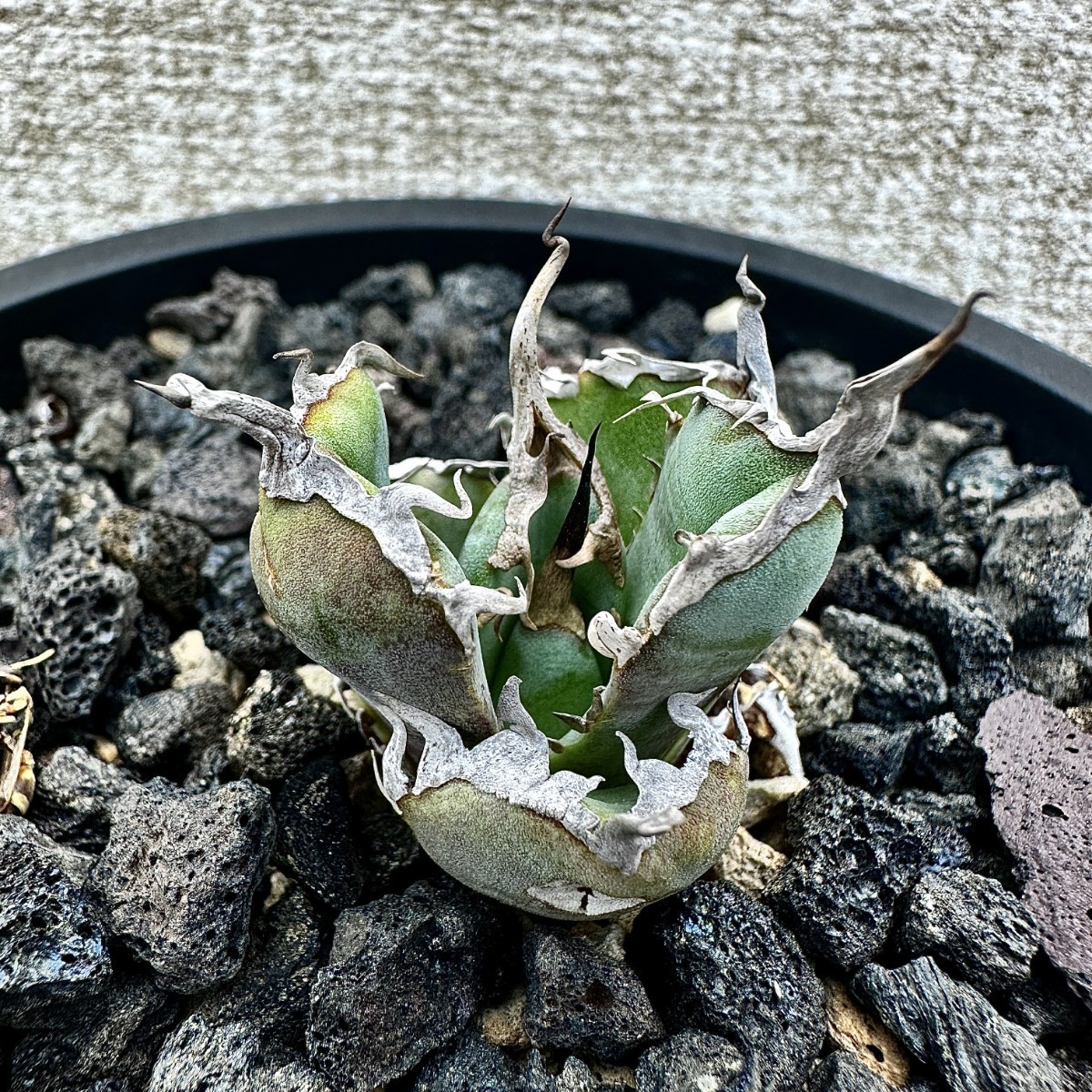 TT18激レア高級品種 アガベ チタノタ 『 狂戦士 』 Agave titanota ' 狂戦士 ' 極上美株 優秀選抜株