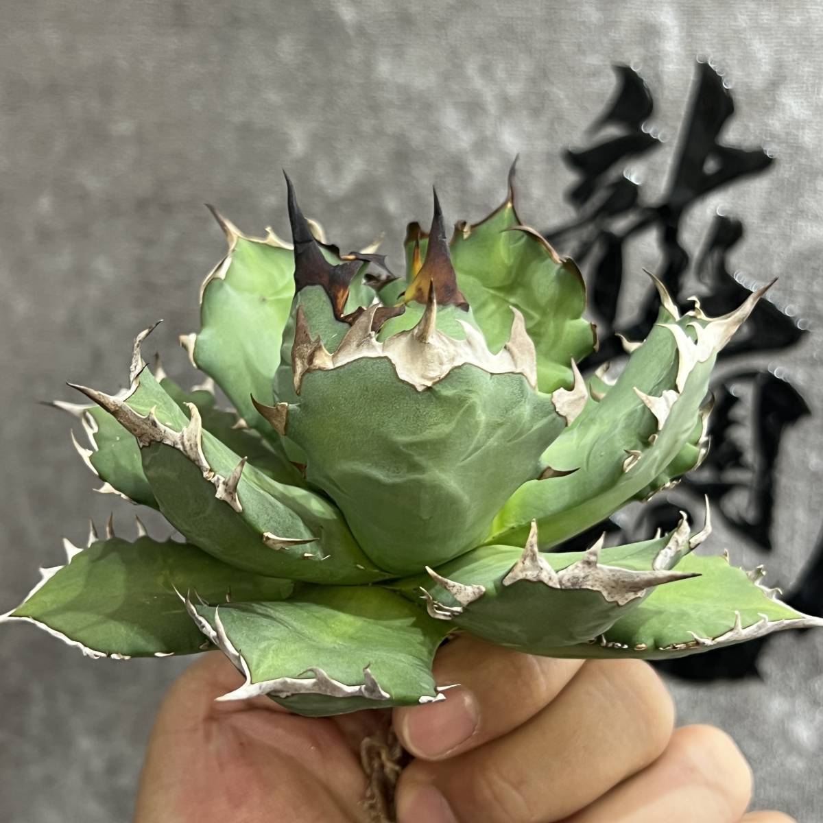 【龍園觀】①No.213 特選 アガベ 多肉植物 チタノタ 姫厳竜 強棘 短葉 厚葉 極上美株