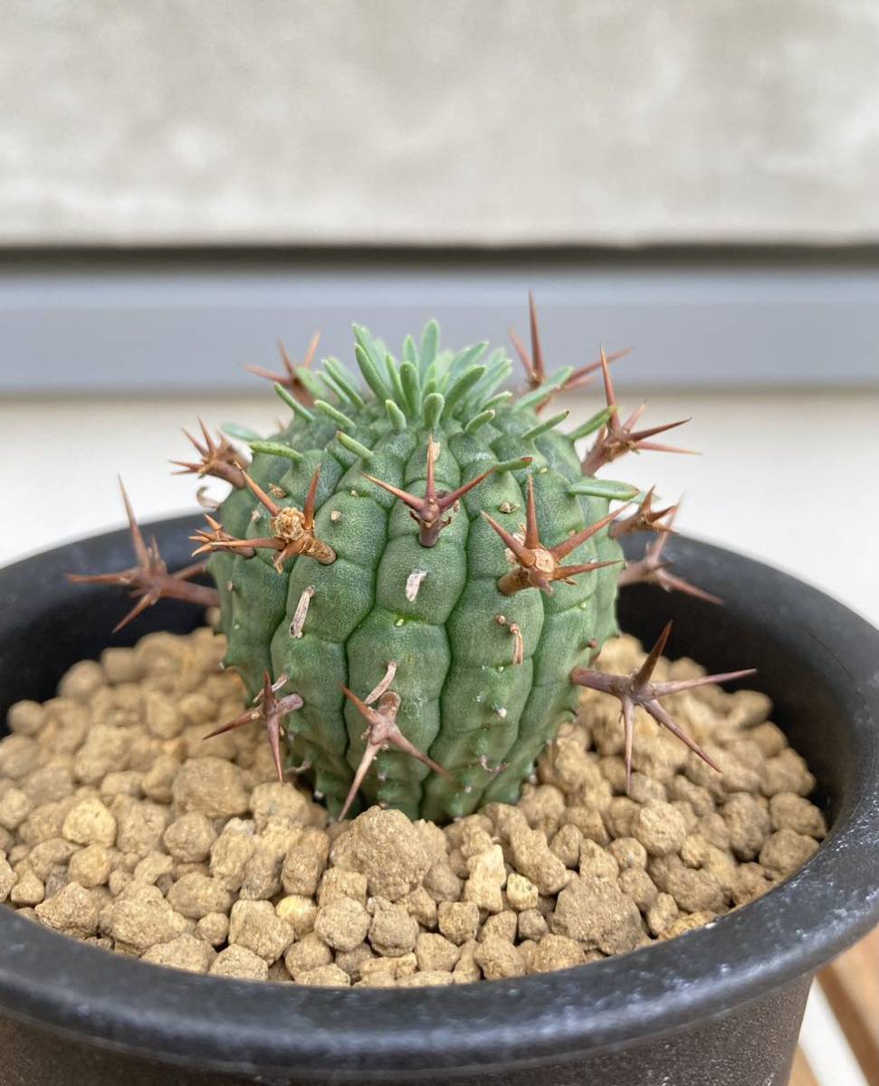 ユーフォルビア 群星冠 カキ仔 Euphorbia stellispina