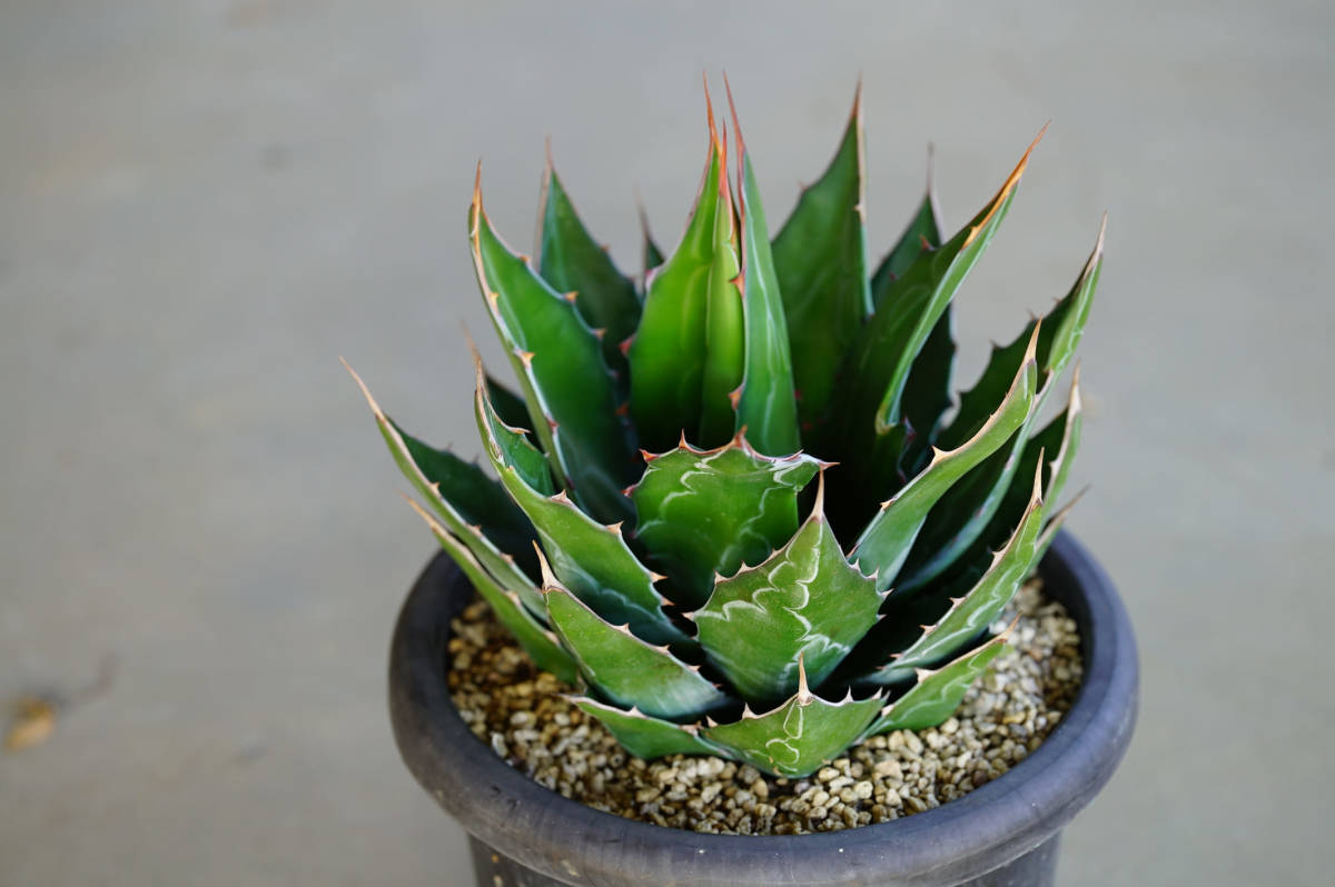 モンタナ アガベ montana Agave | - 地植えで激変アガベ・モンタナの 