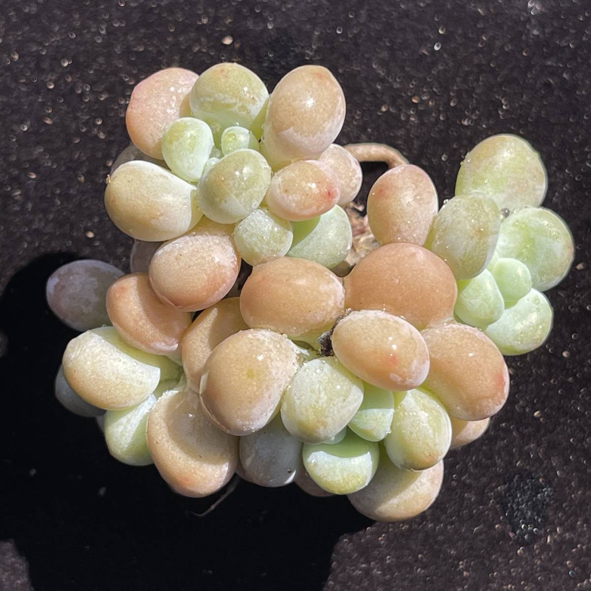 26株 B74-2 多肉植物 エケベリア ロココ 超美苗 サボテン 観葉植物 花 園芸　レア種