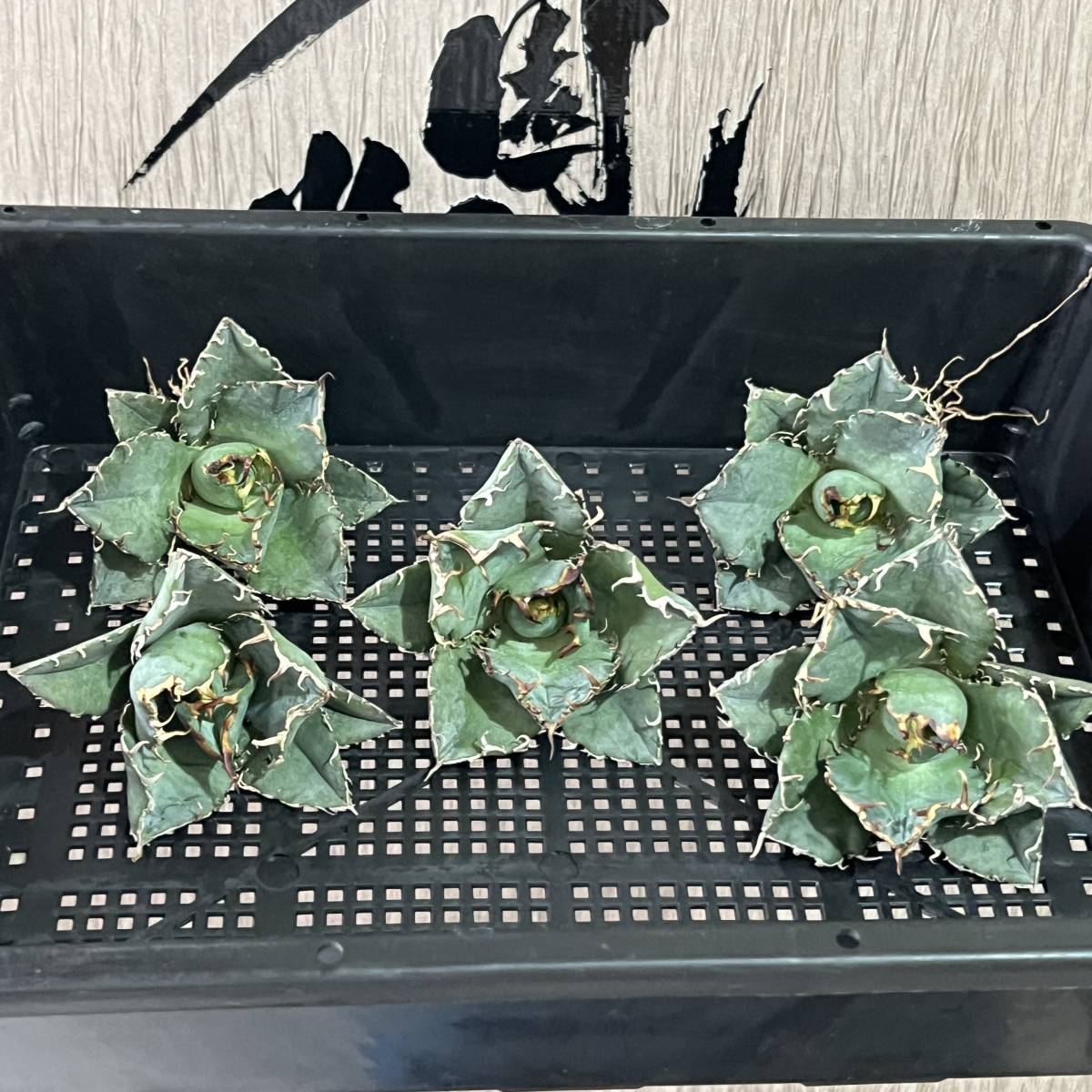 りんご⭐️　3点セット　アガベ・チタノタ　白鯨・包心龍・鬼爪 SALE，限定SALE 【龍園觀】No.432 特選 アガベ 多肉植物 チタノタ 白鯨