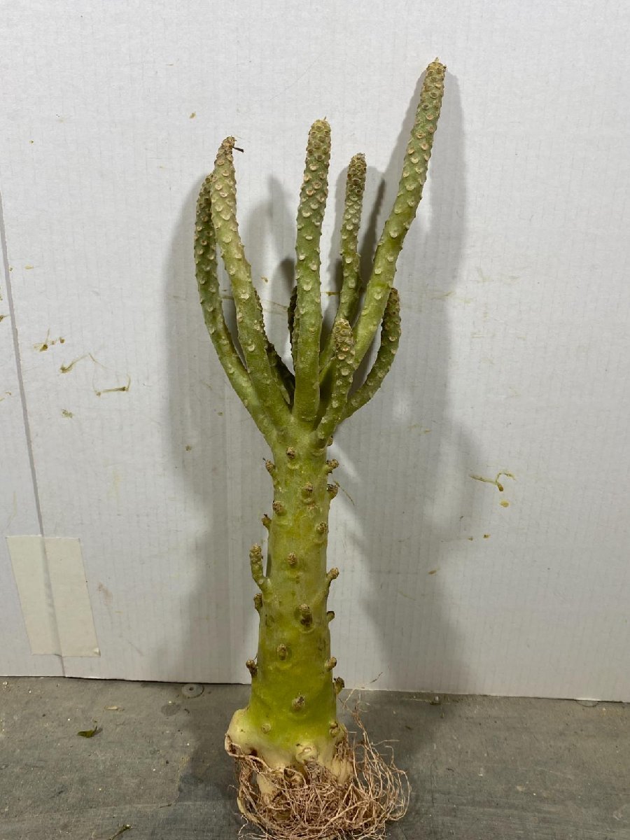 豊富な，高品質】 オ6867 「塊根植物」ドルステニア ギガス 抜き苗【12