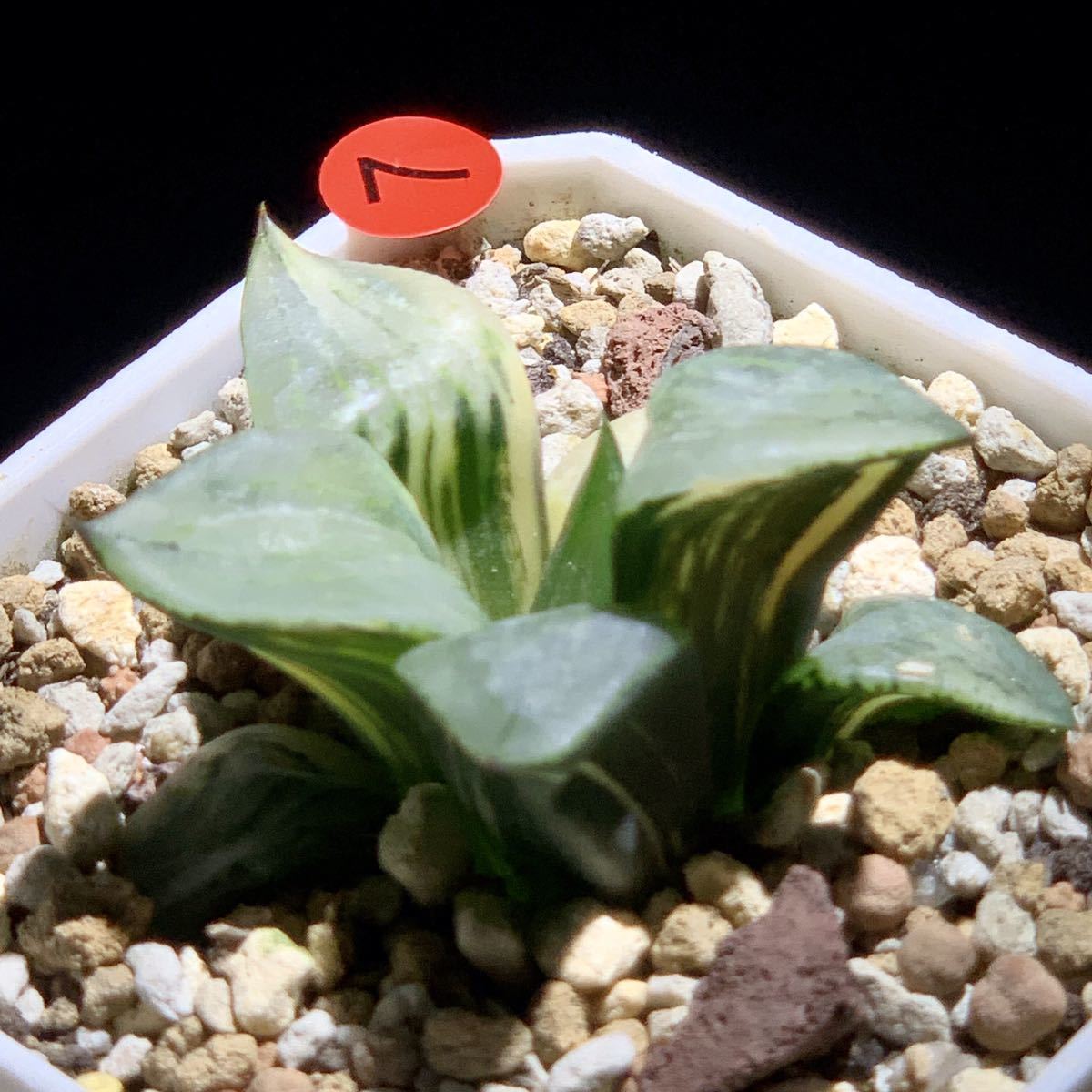 7ハオルチア 裏般若錦 