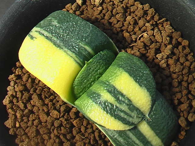 園芸ネット本店｜ガステリア：臥牛錦（がぎゅうにしき）3号23-07 ☆奈研