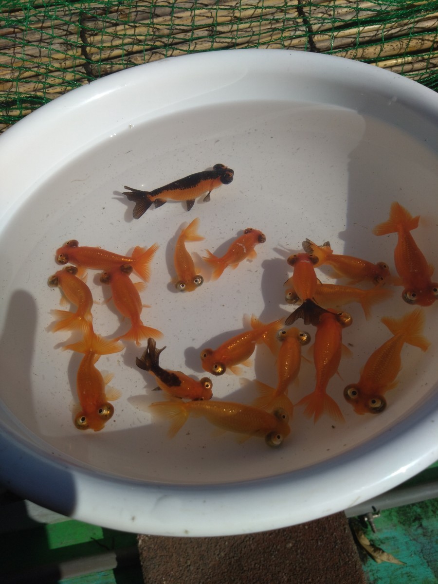 2023 全部 現品　大き目ラスト　眼良いかと思います　頂天眼　発送日限定です、御願いですから必ず「説明文を一読」ください