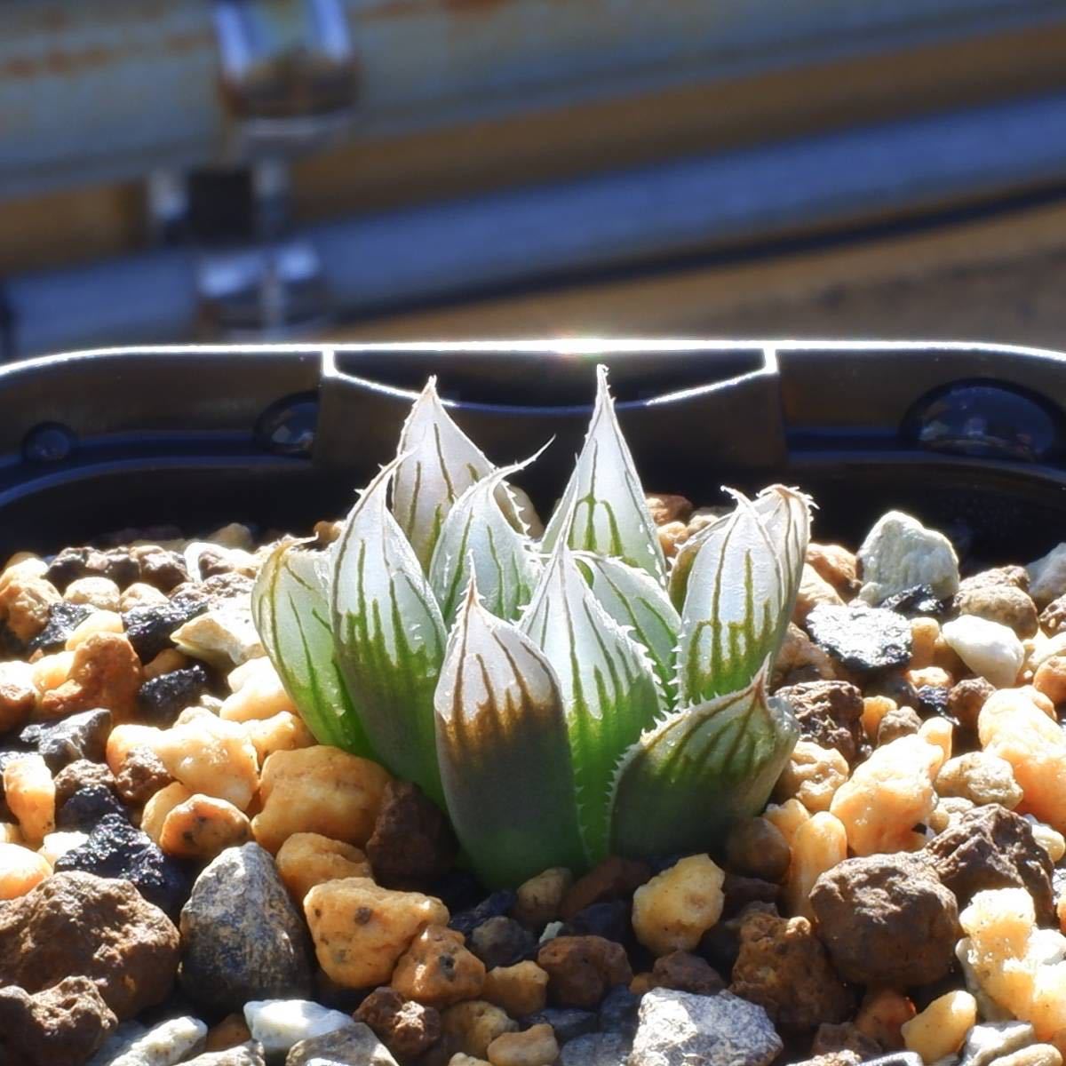 （２３−１１３６）ハオルチア ダビディー H. leightonii v. davidii， JIL0162， Payne's Hill， R72