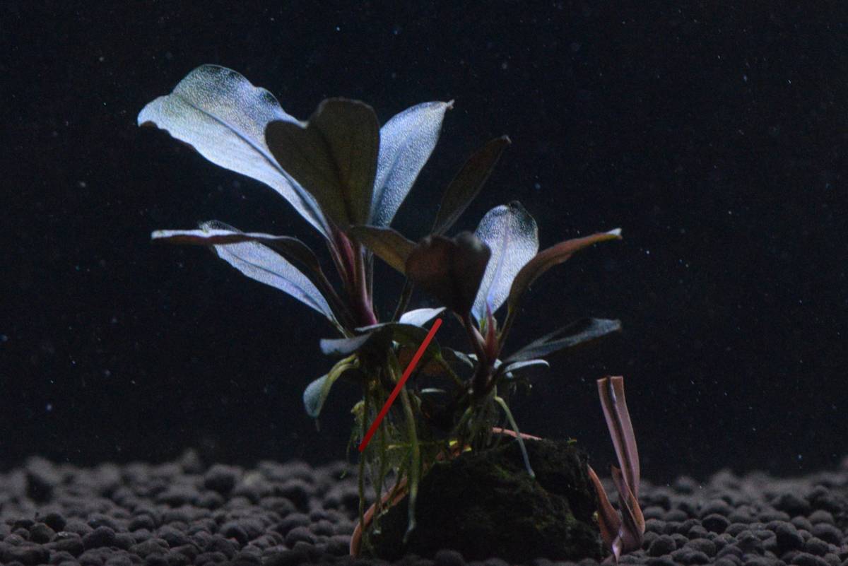 ブセファランドラ sp.スーパー ブルー🐧Bucephalandra