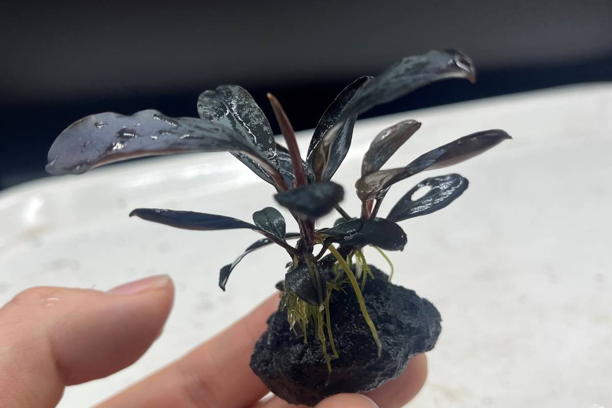 ブセファランドラ sp.スーパー ブルー🐧Bucephalandra