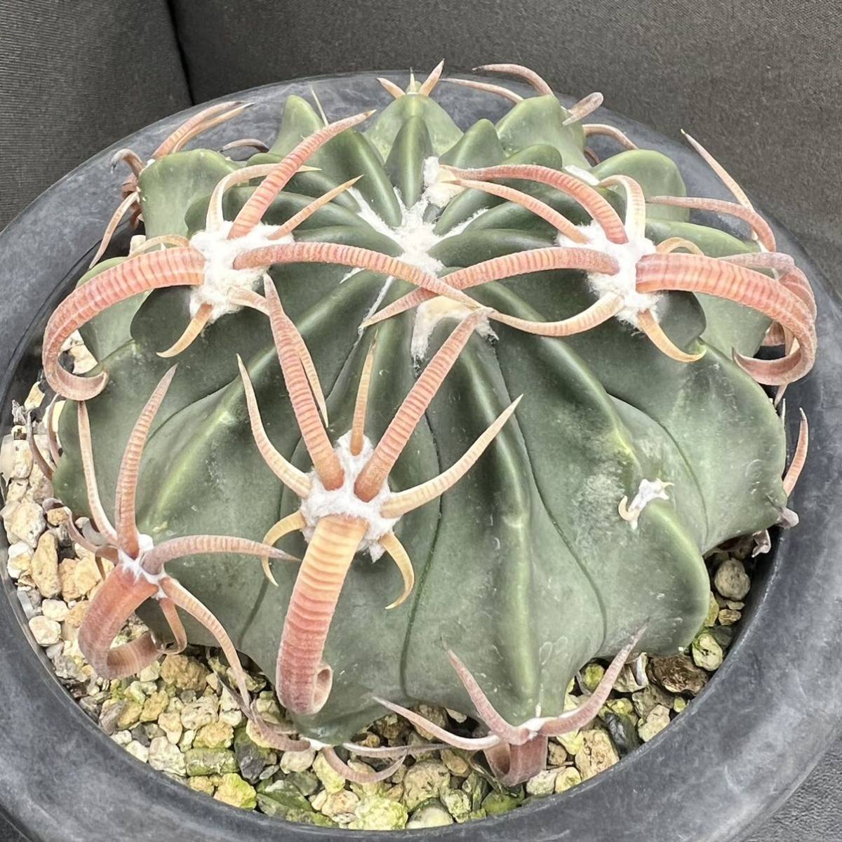 CO☆505 姫牡丹 実生1鉢 アリオカルプス☆ サボテン 多肉植物