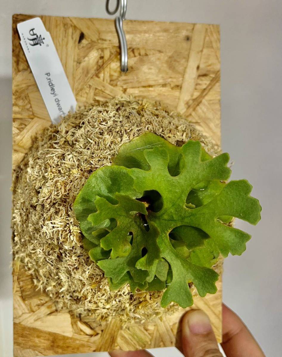 P.ridleyi dwarf silver リドレイ ドワーフシルバー ビカクシダ 【公式