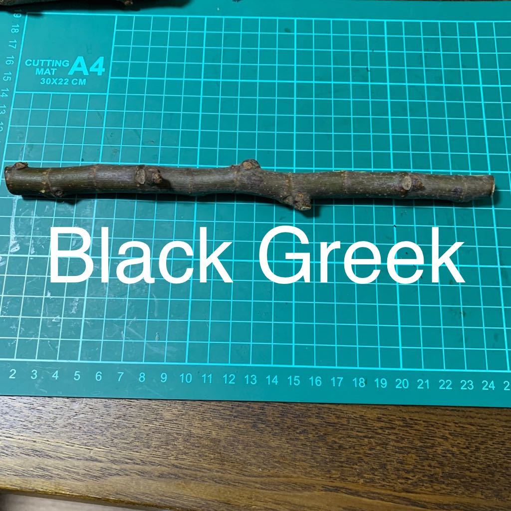 Black Greek穂木 イチジク穂木 いちじく穂木 【公式通販】