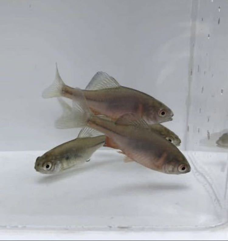 火山タナゴ シーナン タナゴ 2ペア(川魚)｜売買されたオークション情報 