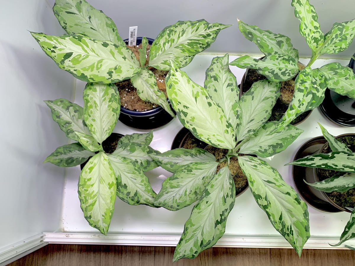 【Jタソ】Aglaonema pictum “夢観極彩 千眼葉” アグラオネマ　センガンヨウ